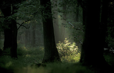 BUITEN BEELD Foto: 66246