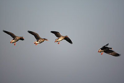 BUITEN BEELD Foto: 66253