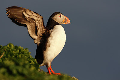 BUITEN BEELD Foto: 66259