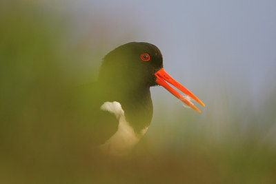 BUITEN BEELD Foto: 66263