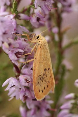 BUITEN BEELD Foto: 66308