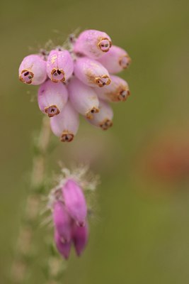 BUITEN BEELD Foto: 66328