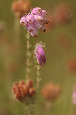 BUITEN BEELD Foto: 66329