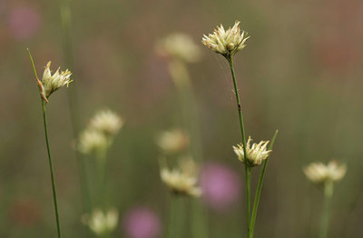 BUITEN BEELD Foto: 66330
