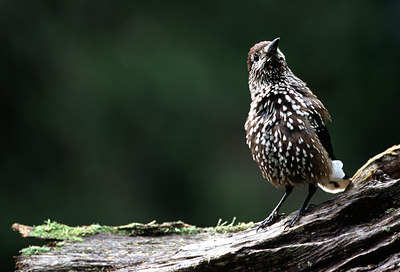 BUITEN BEELD Foto: 66392