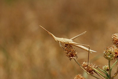 BUITEN BEELD Foto: 66442