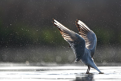 BUITEN BEELD Foto: 66453