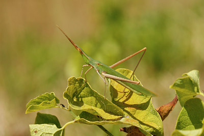 BUITEN BEELD Foto: 66454