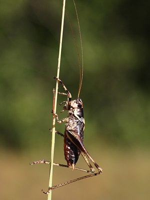 BUITEN BEELD Foto: 66474