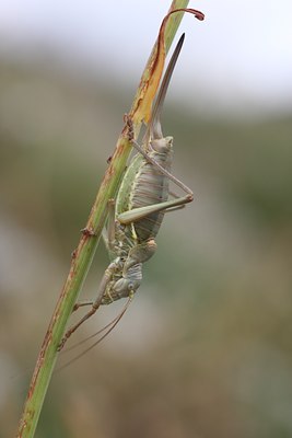 BUITEN BEELD Foto: 66475