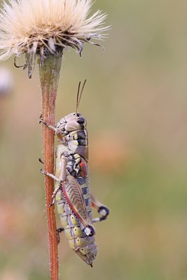 BUITEN BEELD Foto: 66477