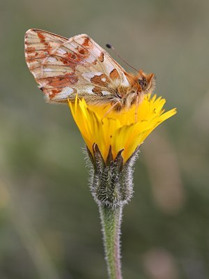 BUITEN BEELD Foto: 66482