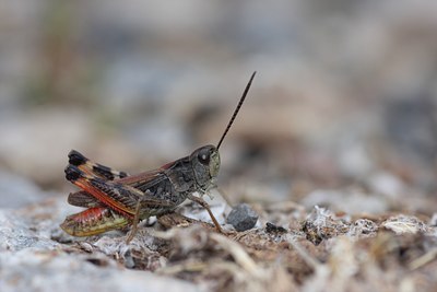 BUITEN BEELD Foto: 66495