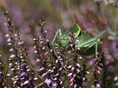 BUITEN BEELD Foto: 66506