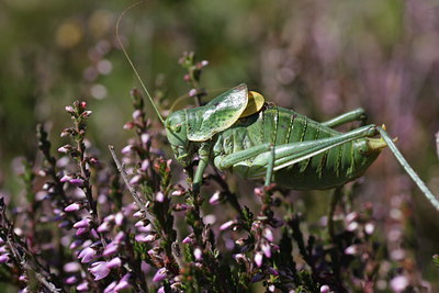 BUITEN BEELD Foto: 66508