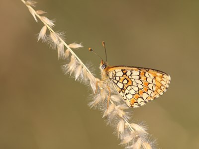 BUITEN BEELD Foto: 66509