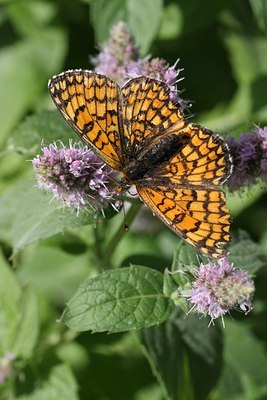 BUITEN BEELD Foto: 66515