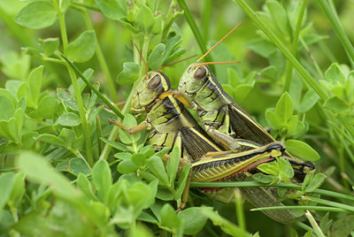 BUITEN BEELD Foto: 66571