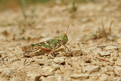 BUITEN BEELD Foto: 66599