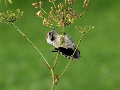BUITEN BEELD Foto: 66605