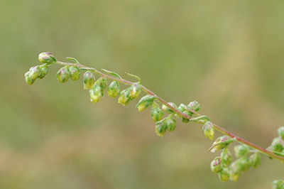 BUITEN BEELD Foto: 66618