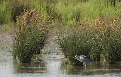 BUITEN BEELD Foto: 66635