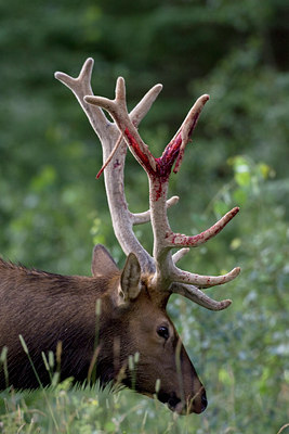 BUITEN BEELD Foto: 66642