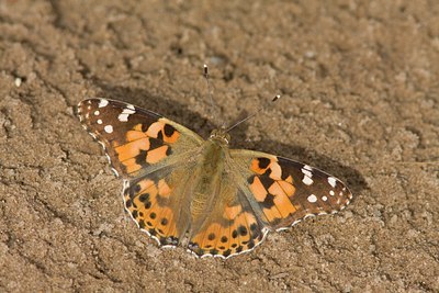 BUITEN BEELD Foto: 66687