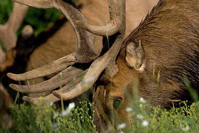 BUITEN BEELD Foto: 66753