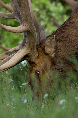 BUITEN BEELD Foto: 66754