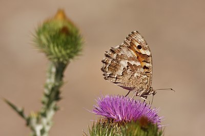 BUITEN BEELD Foto: 66774
