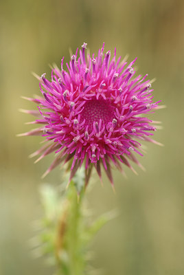 BUITEN BEELD Foto: 66776