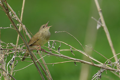 BUITEN BEELD Foto: 66777