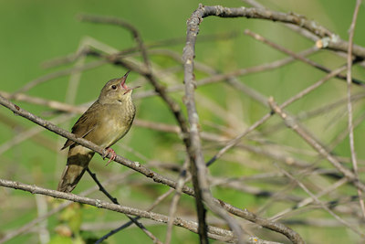 BUITEN BEELD Foto: 66782