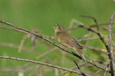 BUITEN BEELD Foto: 66784
