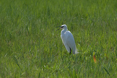 BUITEN BEELD Foto: 66785