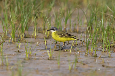 BUITEN BEELD Foto: 66791