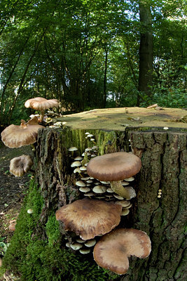 BUITEN BEELD Foto: 66794