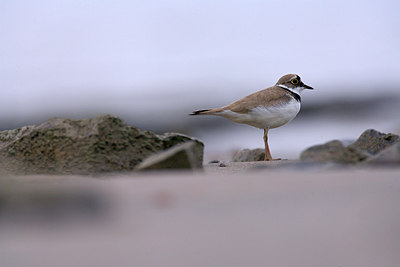 BUITEN BEELD Foto: 66839