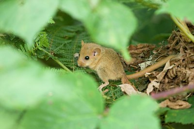 BUITEN BEELD Foto: 66850