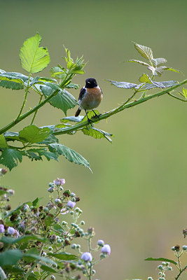 BUITEN BEELD Foto: 66853