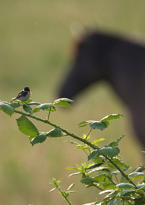 BUITEN BEELD Foto: 66855