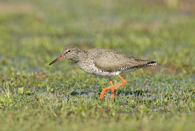 BUITEN BEELD Foto: 66876