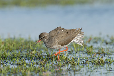 BUITEN BEELD Foto: 66885