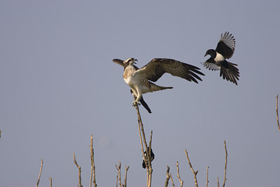 BUITEN BEELD Foto: 66906