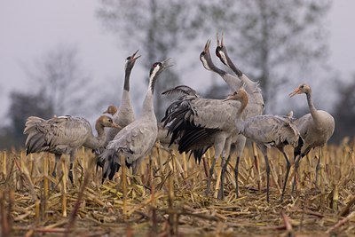 BUITEN BEELD Foto: 66912