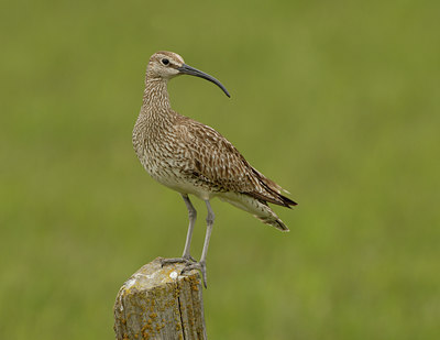 BUITEN BEELD Foto: 66923