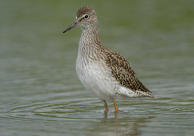 BUITEN BEELD Foto: 66938