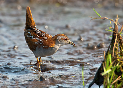 BUITEN BEELD Foto: 66939