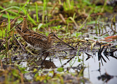 BUITEN BEELD Foto: 66940